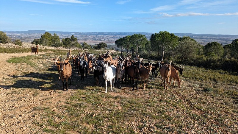 RANDONNEE DU SENTIER DES GARRIGUES