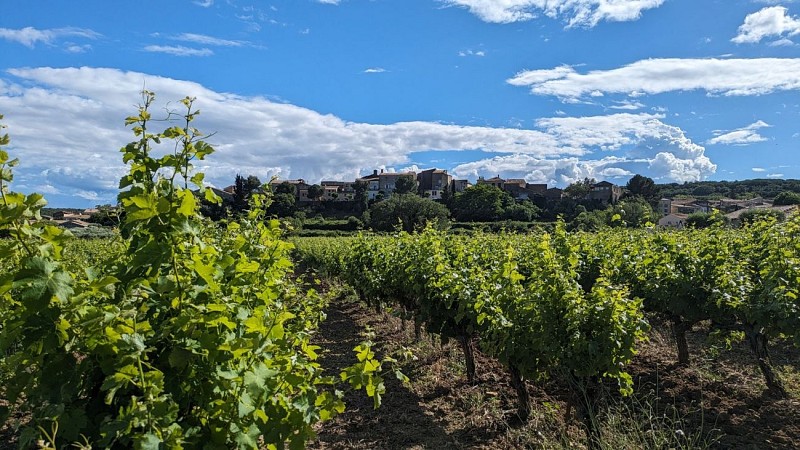 Oenorando des vignes et volcans de fontes0012 ©Gilles Delerue - ADT34