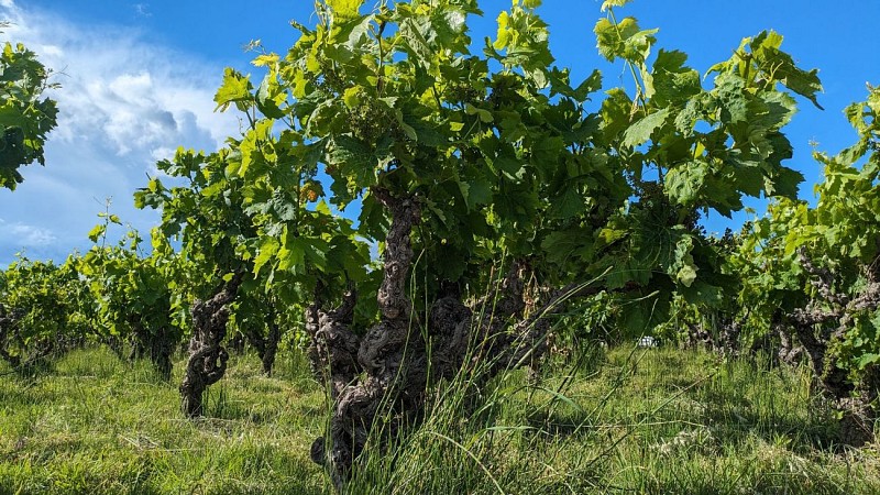 Oenorando des vignes et volcans de fontes0011 ©Gilles Delerue - ADT34