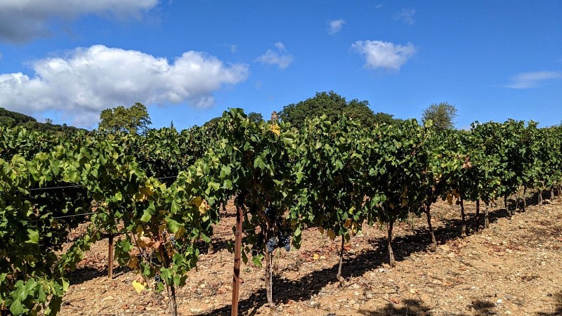 Oenorando des vignes et volcans de fontes0009 ©Gilles Delerue - ADT34