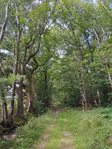 La forêt du Perche