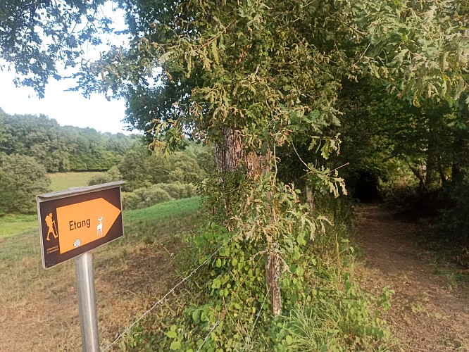 Chemin vers l'étang St Salv.