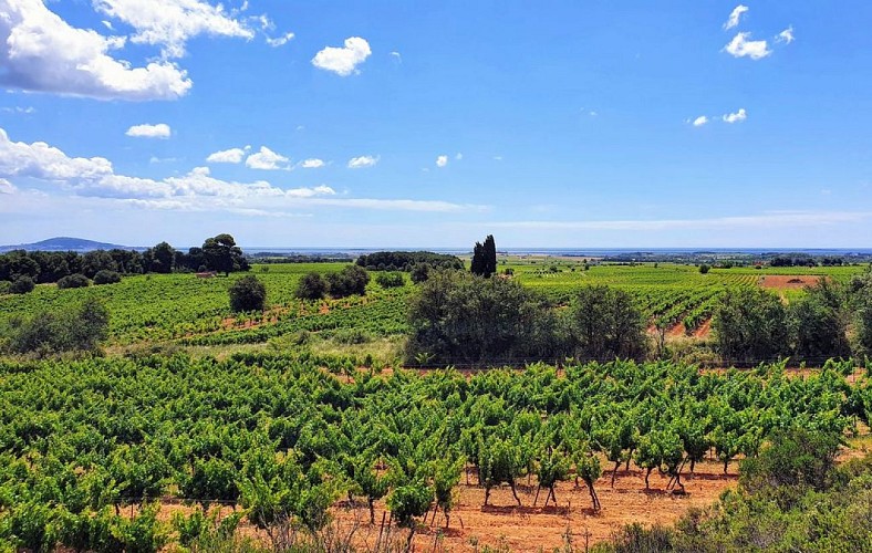 Circuit le grand Picpoul