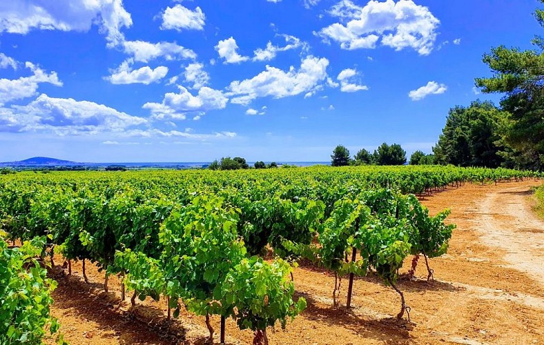 Circuit le grand Picpoul