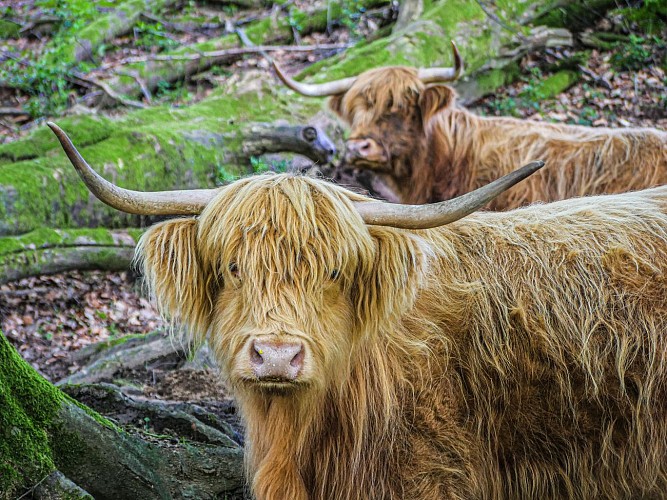 Corrèze Tourisme_GR46_Highlands du Safran de la Vézère (2)_© David Genestal_juin 2024