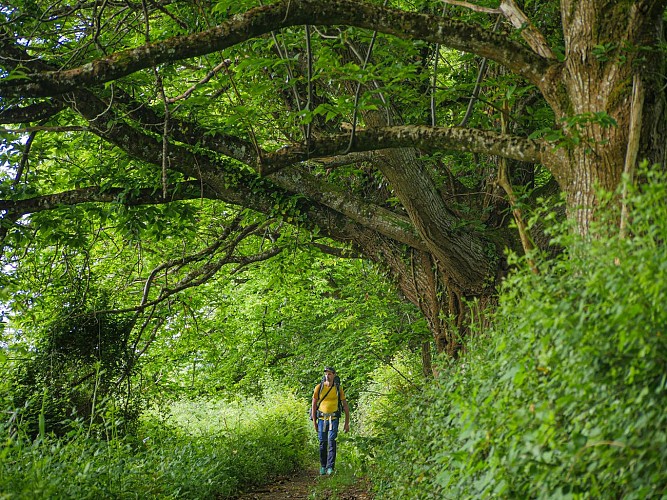 Corrèze Tourisme_GR46_Le GR près de Vigeois_© David Genestal_juin 2024