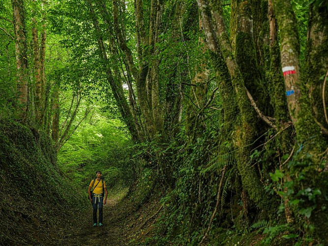 Corrèze Tourisme_GR46_Chemin creux à Vigeois (2)_© David Genestal_juin 2024