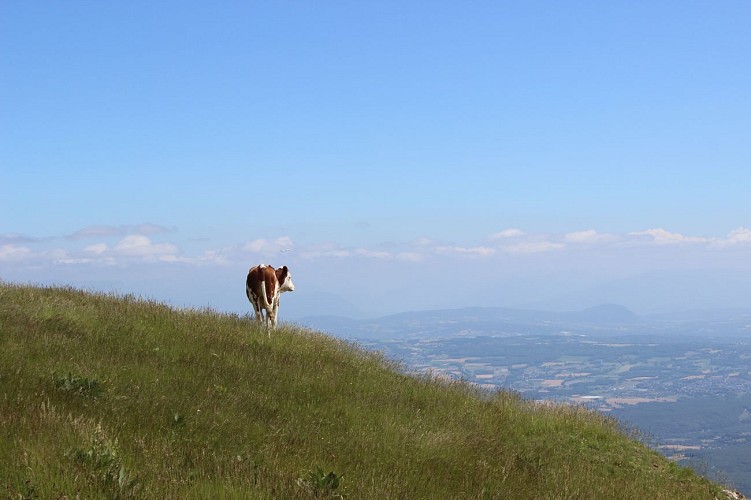 Montbeliarde fasse à la vue