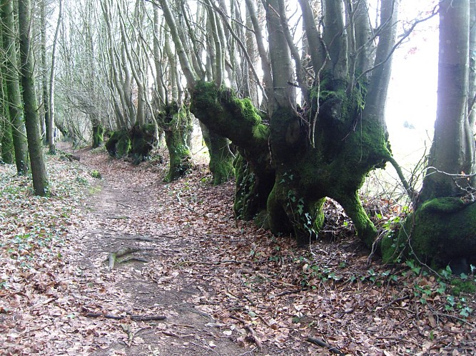 haie de tétard insolites