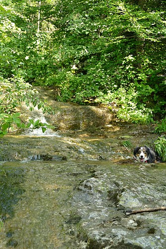 Cascade chien