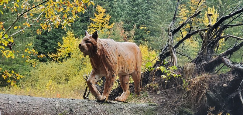 Balade - La piste des animaux