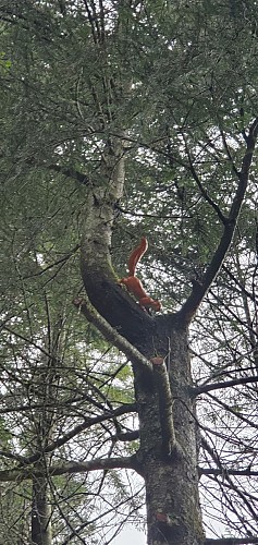 Balade - La piste des animaux