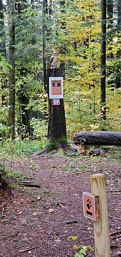 Balade - La piste des animaux