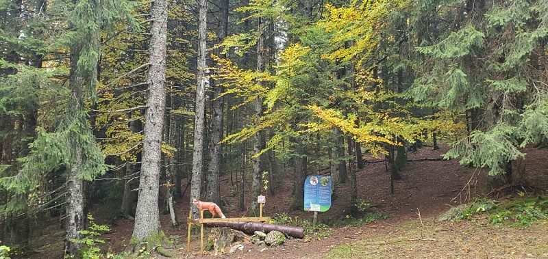 Balade - La piste des animaux