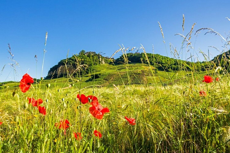 Chateau-Chalon et son vignoble