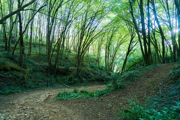 OT_Vallée_Vézère_