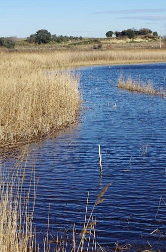 L'Etang Salé de Courthézon