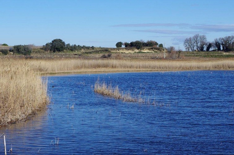 L'Etang Salé de Courthézon