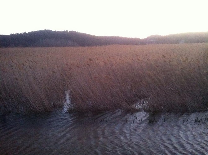 L'Etang Salé de Courthézon