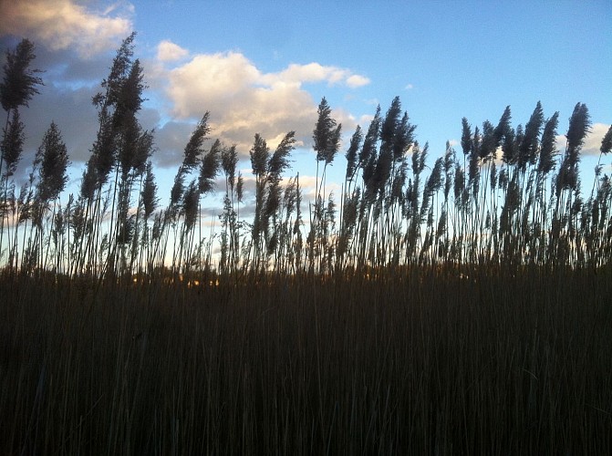 L'Etang Salé de Courthézon