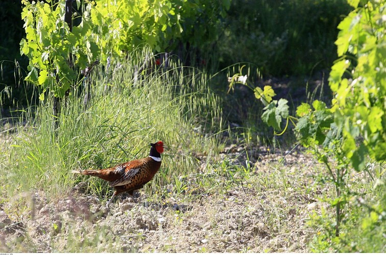 A07 Balade & Découverte - La Balade des Copines