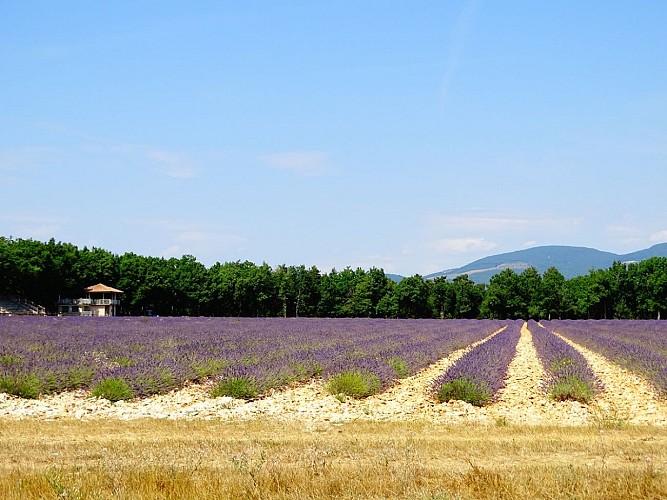 V03 - "Les 3 villages : Sault, Aurel et St Trinit"