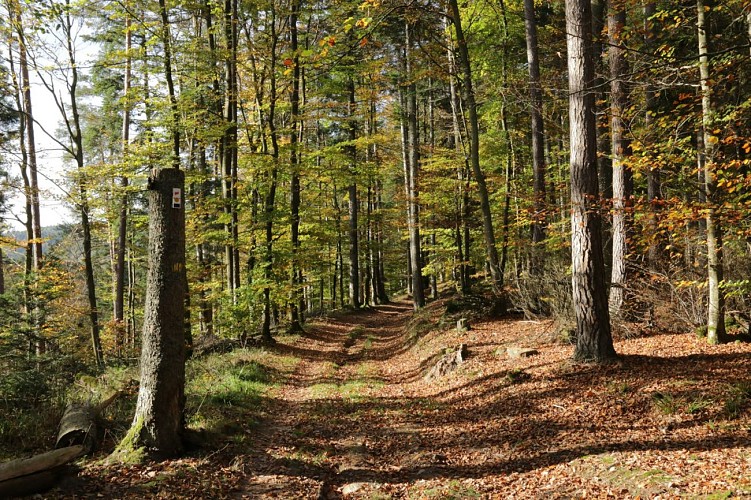 Circuit des Orpailleurs