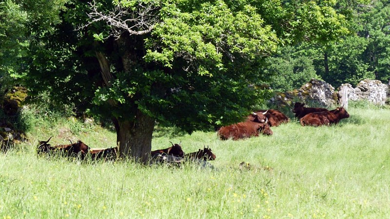 Fermeture temporaire - Marchez dans les pas du diable - 11 km