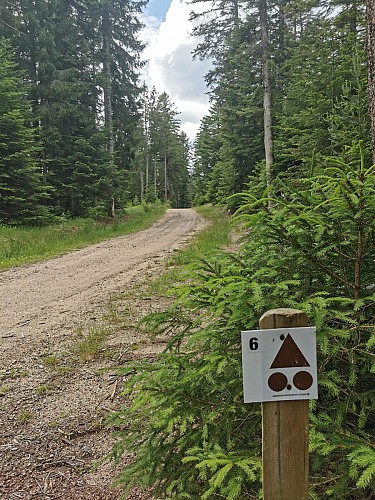 Balisage au cœur d'une forêt à Chausseterre