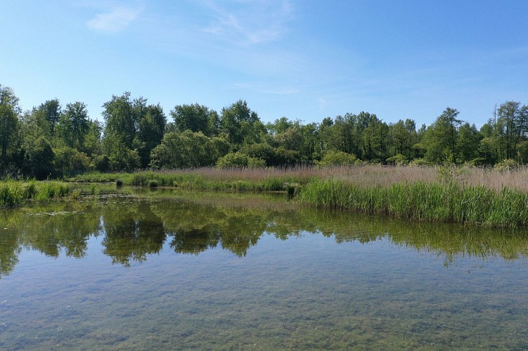 Au cœur d'un marais protégé