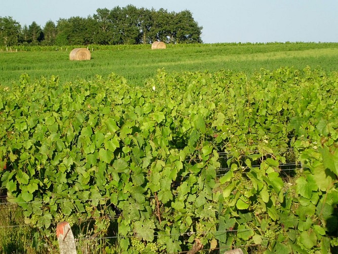 Vignoble Chateaumeillant