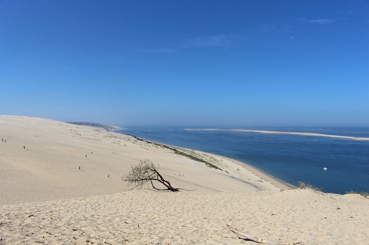 Paysage en crête de dune