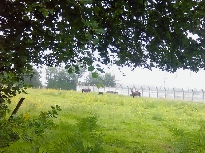 ruisseau-du-moulin-de-bailleul-Coquainvilliers5