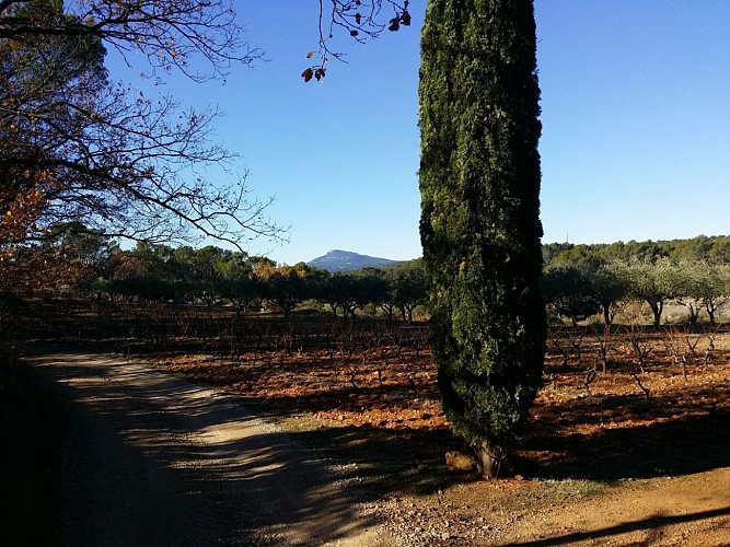 Oliveraies, restanques et recavades du Pays d'Entrecasteaux