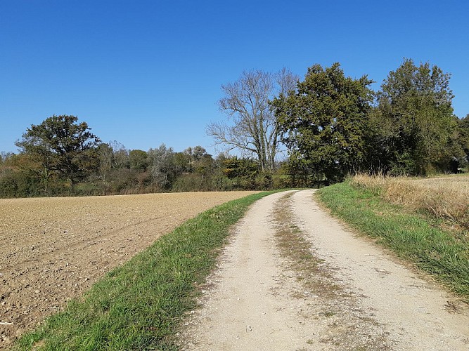MTB track n°4 (red) - The Royal Way_Montrevel-en-Bresse