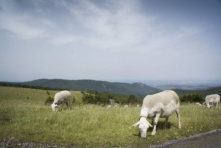 Les moutons du Mont Aigoual