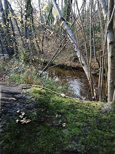 ENS Vallon de l'Yzeron