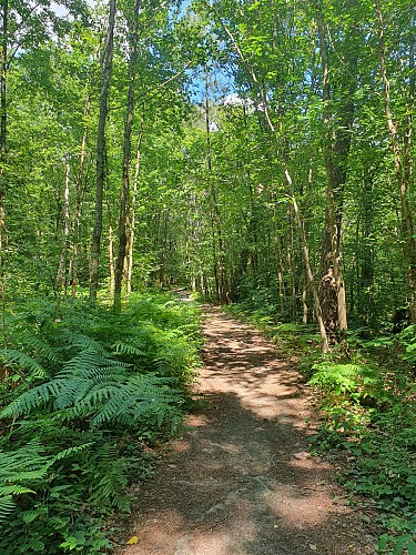 Forêt de Mézières