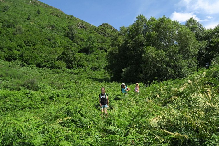 IMG-Descente-dans-les-fougeres-tourinsoft