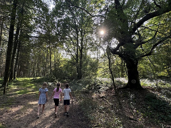 Sentier des druides 1