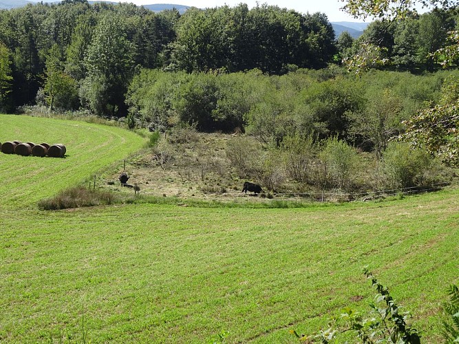 Le nord de la tourbière