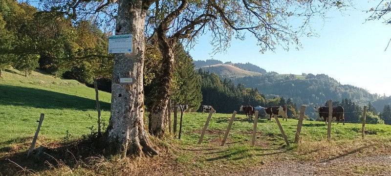 L'alpage d'hier et d'aujourd'hui