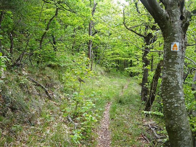 Entre bois et ravins