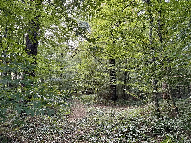 Balades Vertes, Ciry-le-Noble : bois de la Goutte