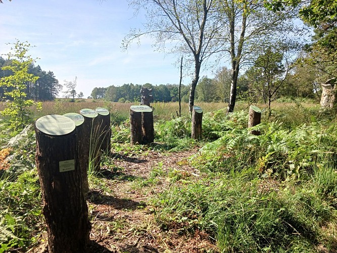 Tout savoir sur la lande