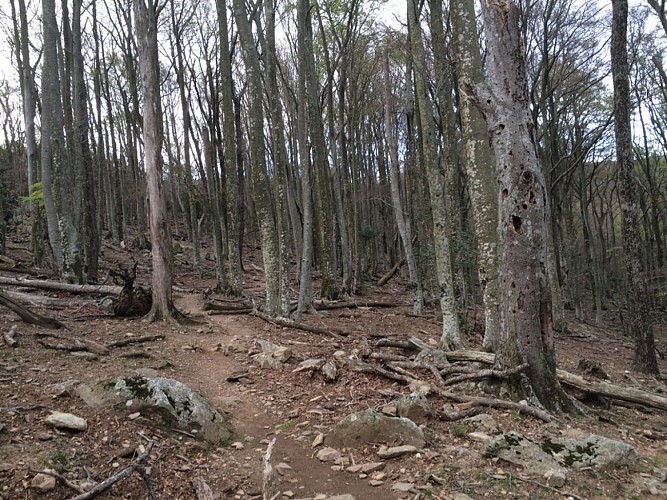 Forêt de la Massane