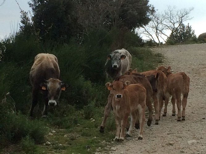 Vaches Albera