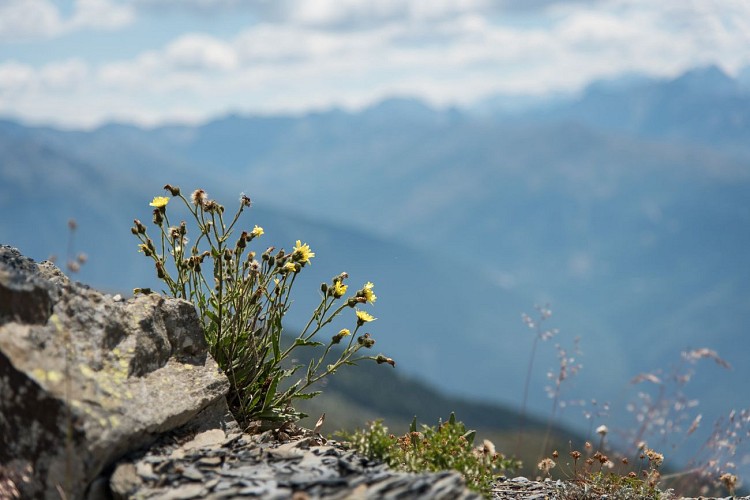 Flore de montagne