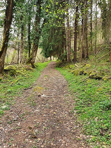 Forêt ombragée et moussue