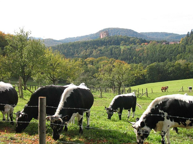 Boucle rando 5 jours dans les Vosges du Nord